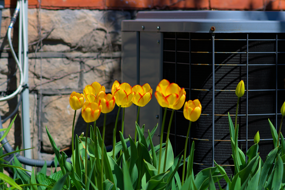Outdoor air conditioner behind spring flowers